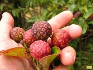 山荔枝果 山荔枝果