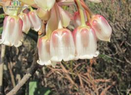 吊鐘花屬 吊鐘花屬