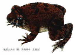 脆皮大頭蛙 脆皮大頭蛙