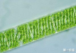 水綿[雙星藻目雙星藻科植物]