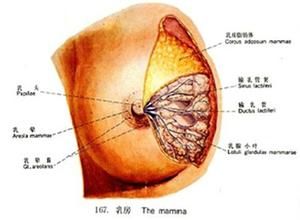 乳房脂肪瘤