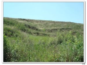 （圖）長陵封土坡面上的塌陷