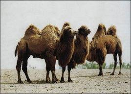 雙峰野駱駝