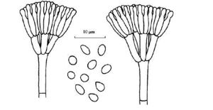 朱黃青黴 朱黃青黴