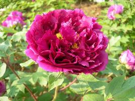 朝衣[芍藥屬栽培品種]