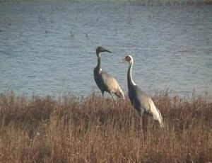 鹽城國家級自然保護區