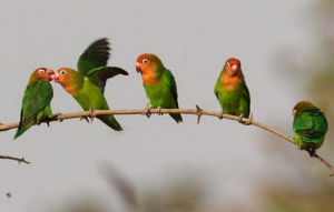 尼亞沙愛情鳥 尼亞沙愛情鳥