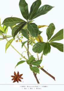 百山祖八角 百山祖八角