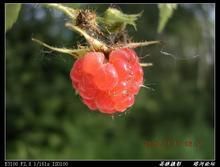 庫頁懸鉤子 庫頁懸鉤子