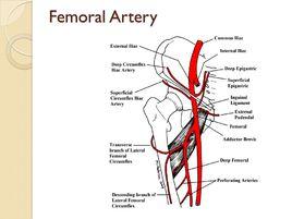 股深動脈 股深動脈