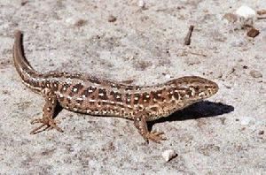 棘趾蜥