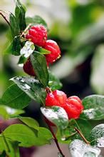 紅果蒲公英組 紅果蒲公英組