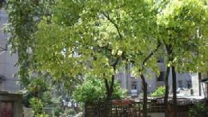 中聯新村 中聯新村