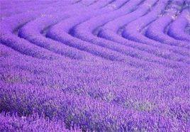 上海崇明島薰衣草節 上海崇明島薰衣草節