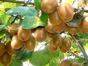 豐綠獼猴桃 豐綠獼猴桃