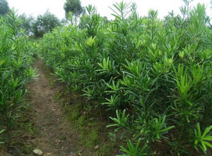 蘭嶼冬青 蘭嶼冬青