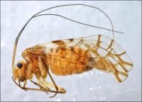 白斑觸齧 白斑觸齧