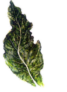 （圖）菸草花葉病