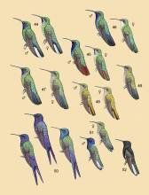 鱗斑刺花鳥 鱗斑刺花鳥