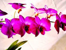 搭載“神舟三號”的秋石斛