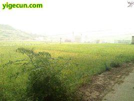 竹山縣秦古鎮秦家坪村 竹山縣秦古鎮秦家坪村