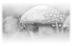 蘑菇菌蓋斑點病 蘑菇菌蓋斑點病