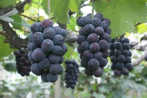 灞橋葡萄 灞橋葡萄