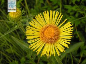 柳葉旋覆花 柳葉旋覆花