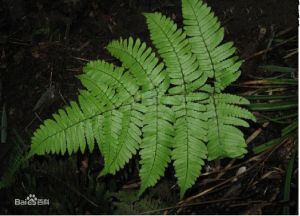 亞洲假鱗毛蕨 亞洲假鱗毛蕨