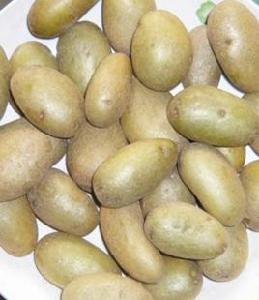 希森6號 希森6號