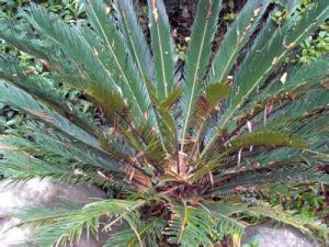 藥用植物蘇鐵斑點病