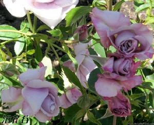 藍絲帶[大花香水月季品種]