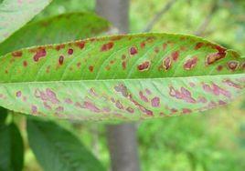 桃樹褐斑穿孔病 桃樹褐斑穿孔病