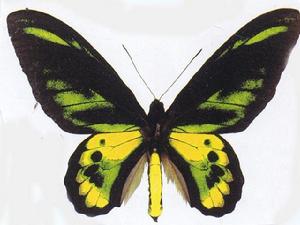 黃綠鳥翼鳳蝶