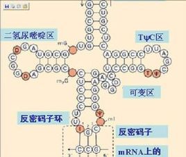 分子遺傳學 分子遺傳學