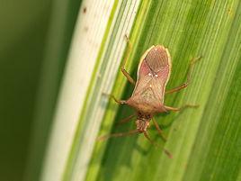 長肩棘緣蝽 長肩棘緣蝽