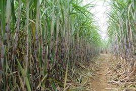 桂糖15號 桂糖15號