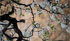 登瀛梨雪 登瀛梨雪