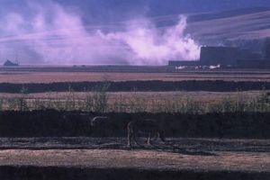 湯麗麗[蕭山區婦聯黨組成員、副主席]