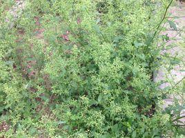 菊葉香藜 菊葉香藜