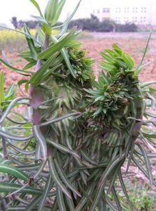 續隨子葉 續隨子葉