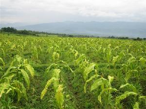 關家寨村特色產業-烤菸<a name="ref_[13]"></a>