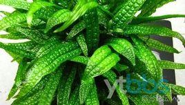 菲律賓鐵皇冠 菲律賓鐵皇冠