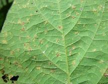 毛豆霜霉病 毛豆霜霉病