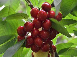 短枝形艷陽 短枝形艷陽