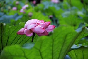 寶應荷（蓮）藕