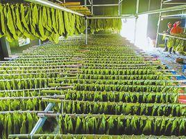 玉溪菸葉 玉溪菸葉