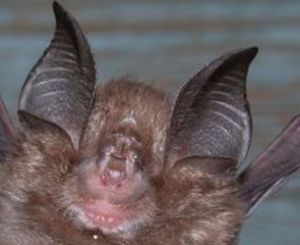 奧氏菊頭蝠 奧氏菊頭蝠