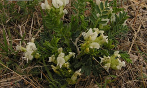 古爾班棘豆 古爾班棘豆