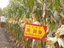 鳳田9號 鳳田9號